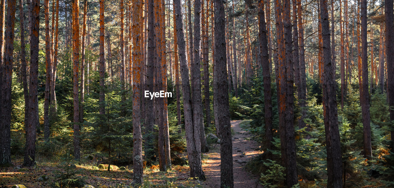 Pine forest in the morning sun, forest baths, health restoration, idea for background. 