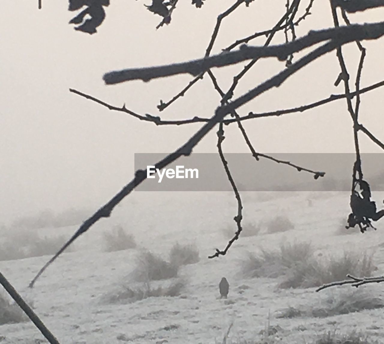 CLOSE-UP OF FROZEN TREE AGAINST SKY