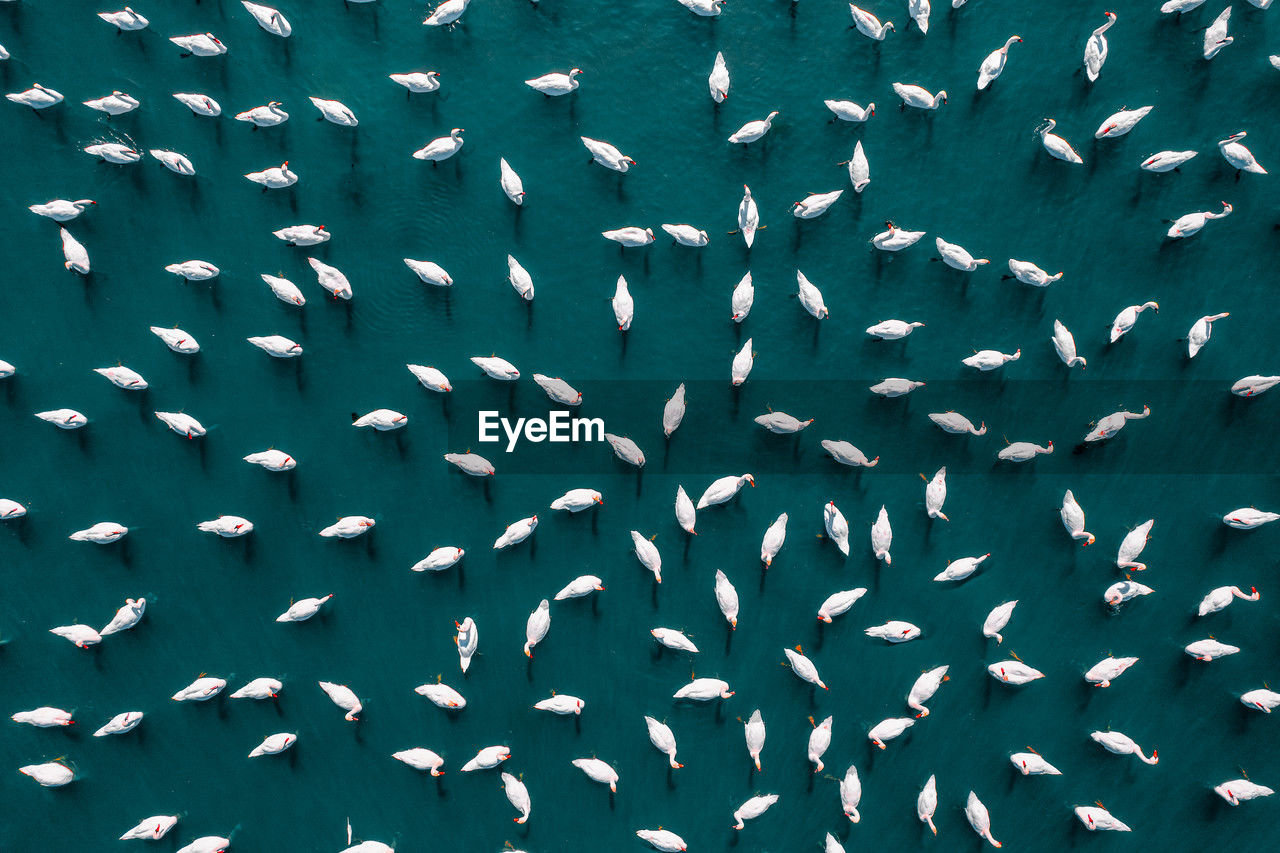 Aerial view of flock of swans