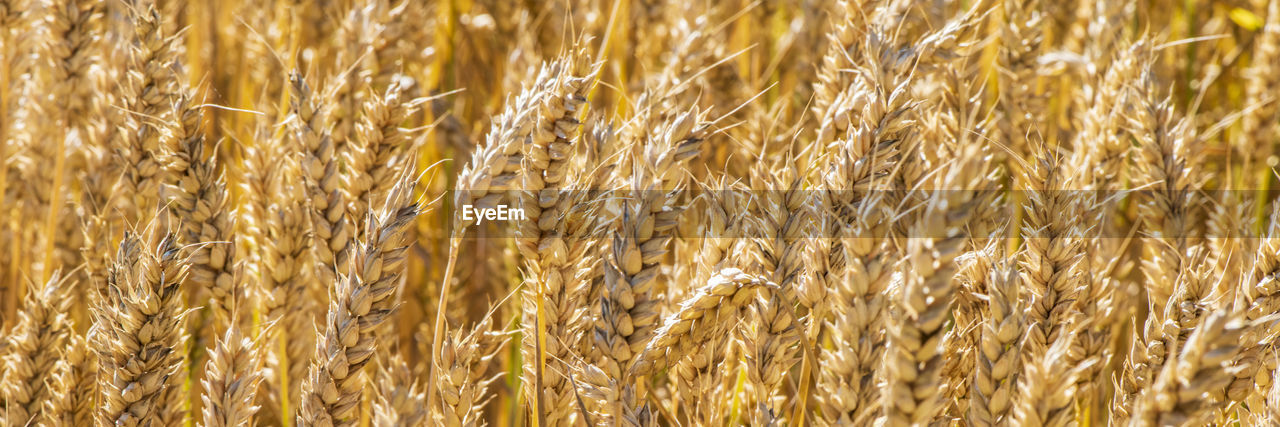 food, crop, agriculture, plant, cereal plant, field, food grain, wheat, growth, rural scene, backgrounds, gold, full frame, nature, farm, land, no people, barley, rye, close-up, landscape, day, einkorn wheat, emmer, whole grain, sunlight, beauty in nature, triticale, outdoors, plant stem, cereal, grass, hordeum