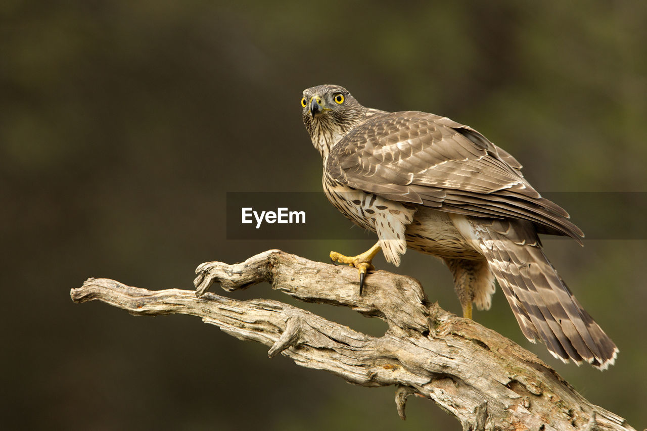 BIRD PERCHING ON A TREE