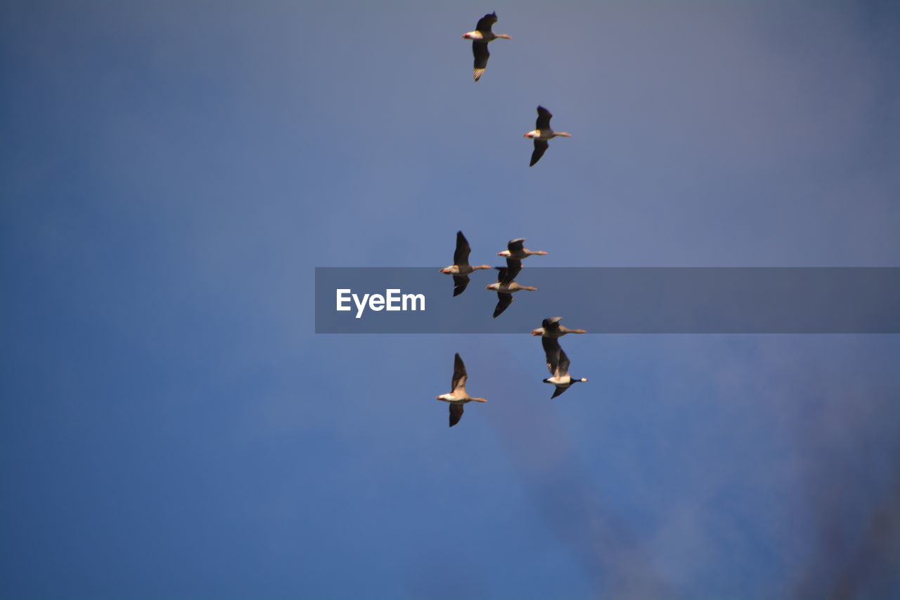 Low angle view of birds flying against clear blue sky