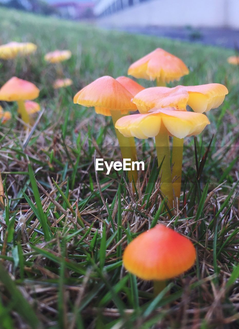 CLOSE-UP OF PLANT GROWING ON FIELD