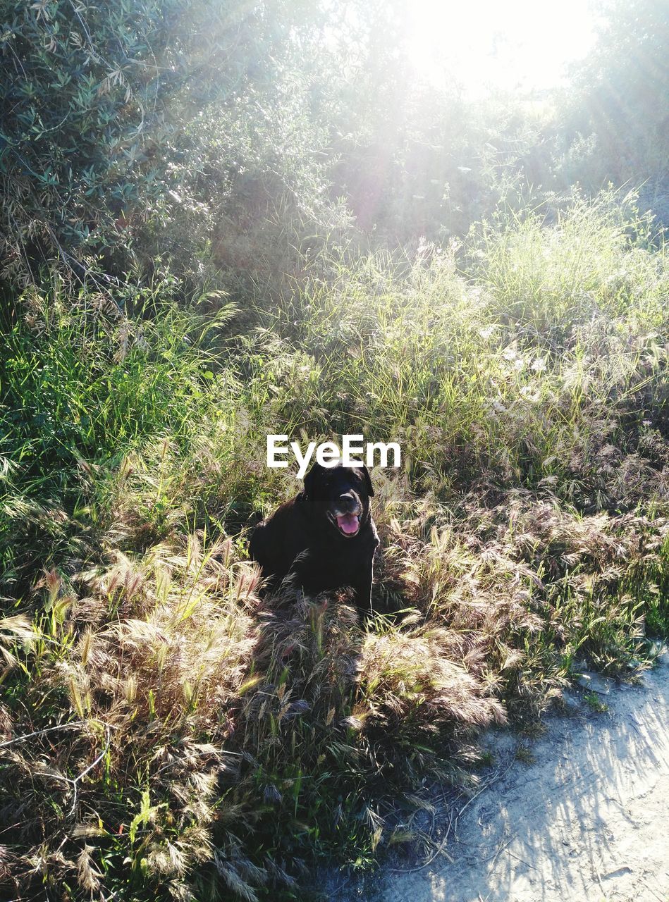 Portrait of dog outdoors