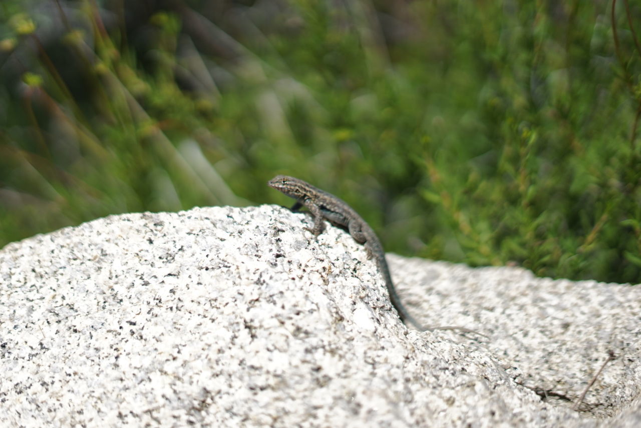 Close-up of gecko on rock