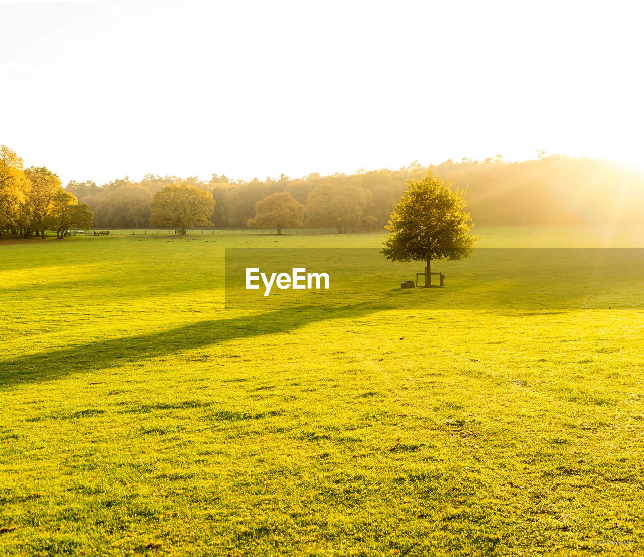 Scenic view of field against clear sky