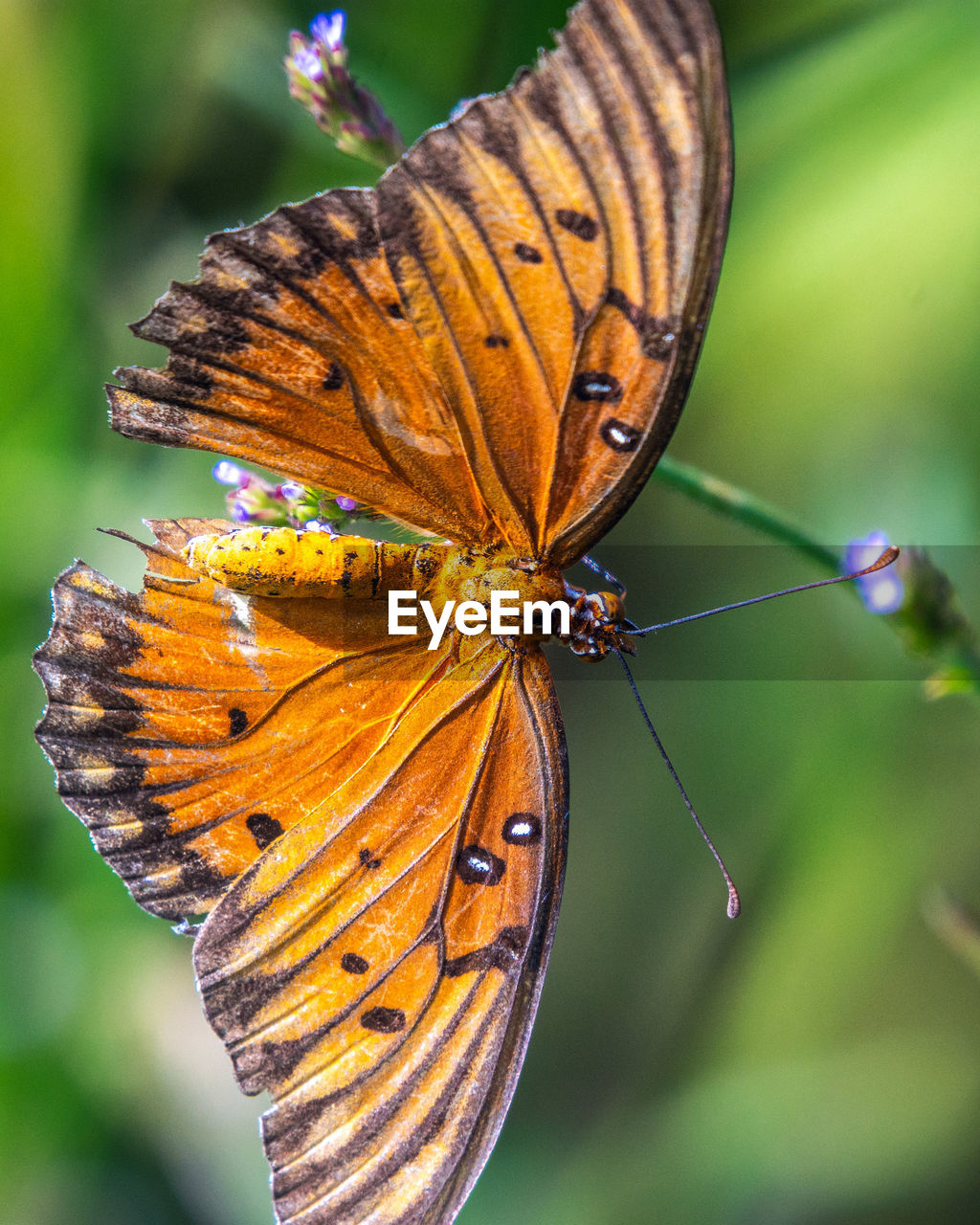 CLOSE-UP OF BUTTERFLY POLLINATING ON ORANGE FLOWER