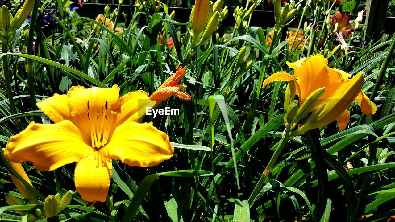 CLOSE-UP OF YELLOW FLOWERS BLOOMING