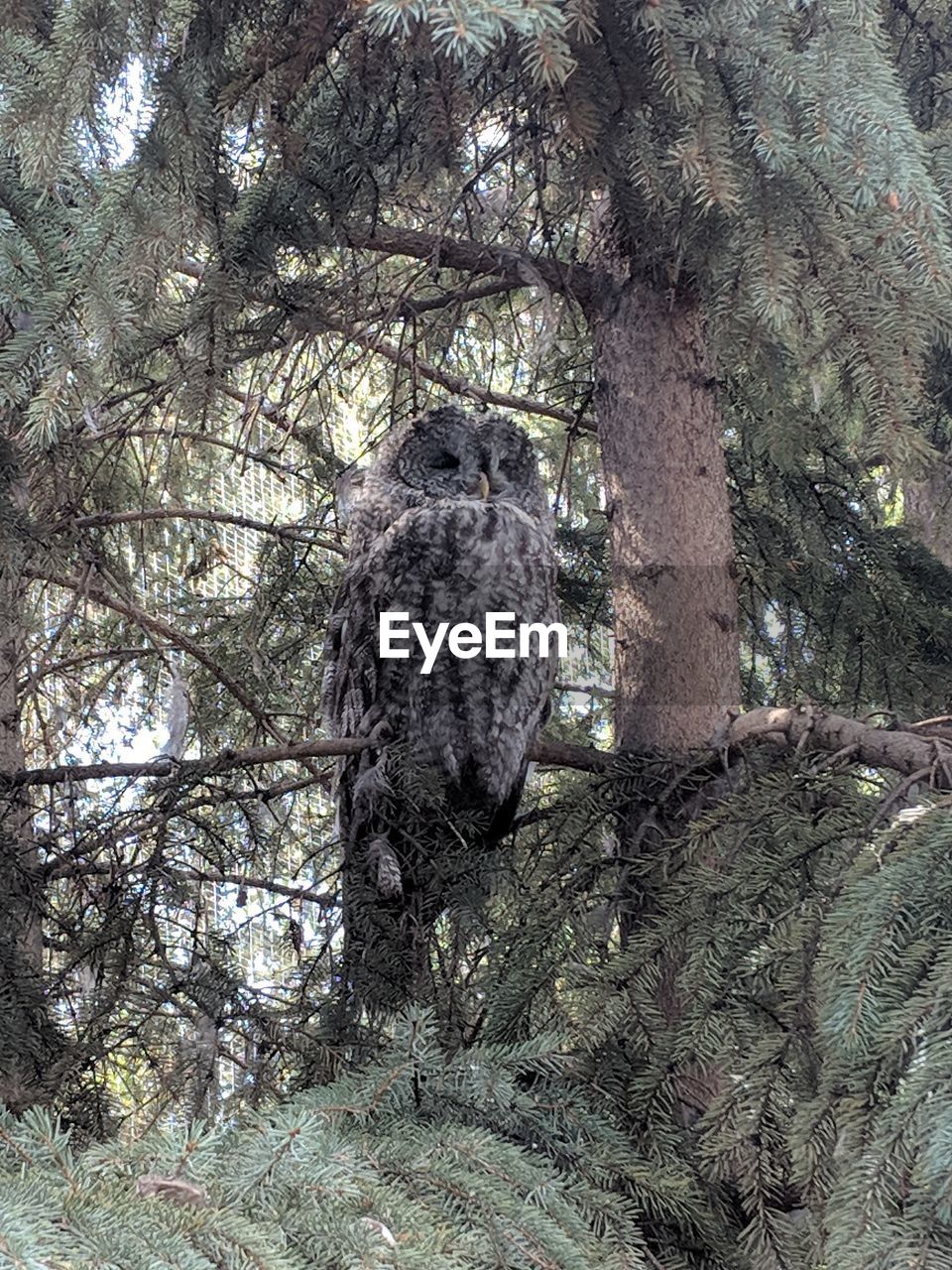 LOW ANGLE VIEW OF EAGLE PERCHING ON BRANCH