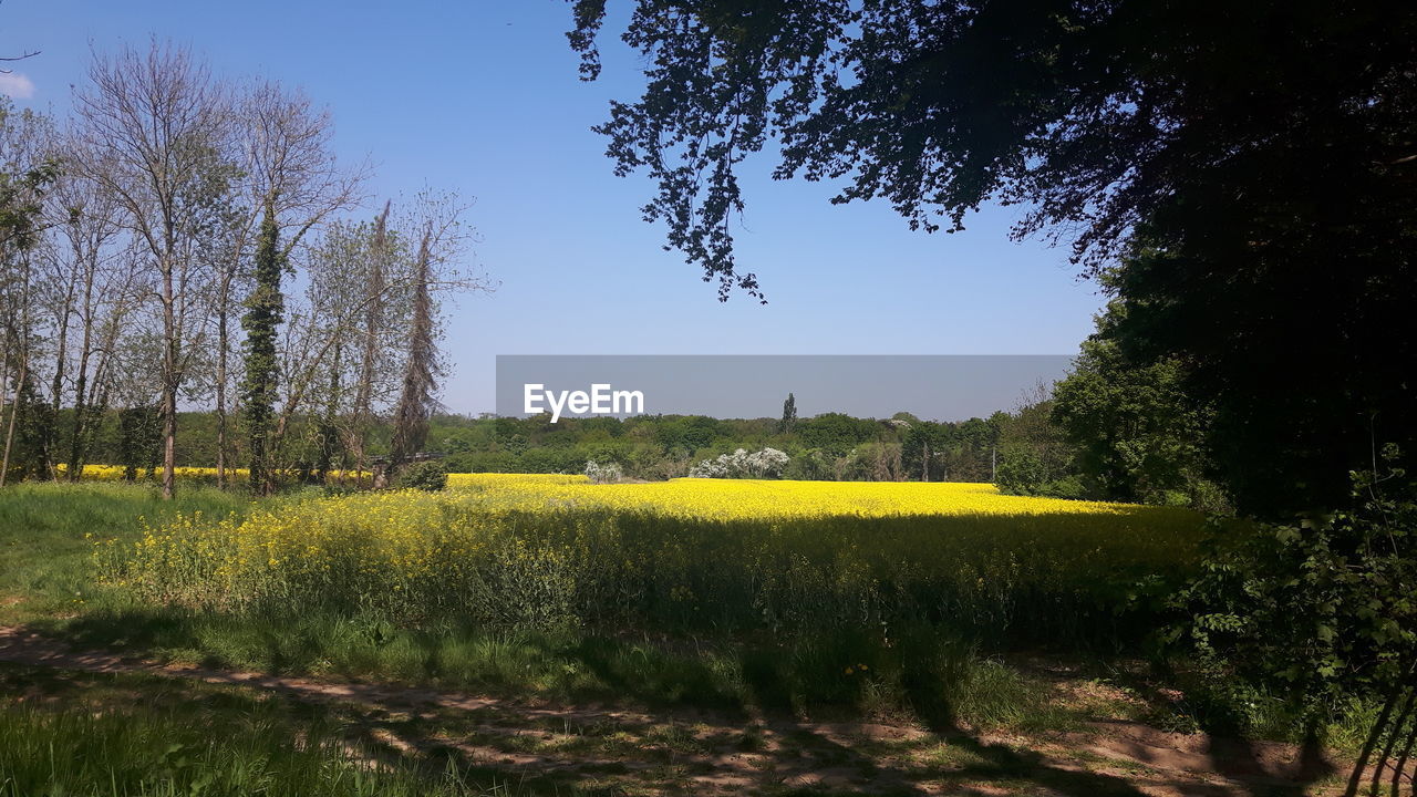 SCENIC VIEW OF FIELD AGAINST TREES