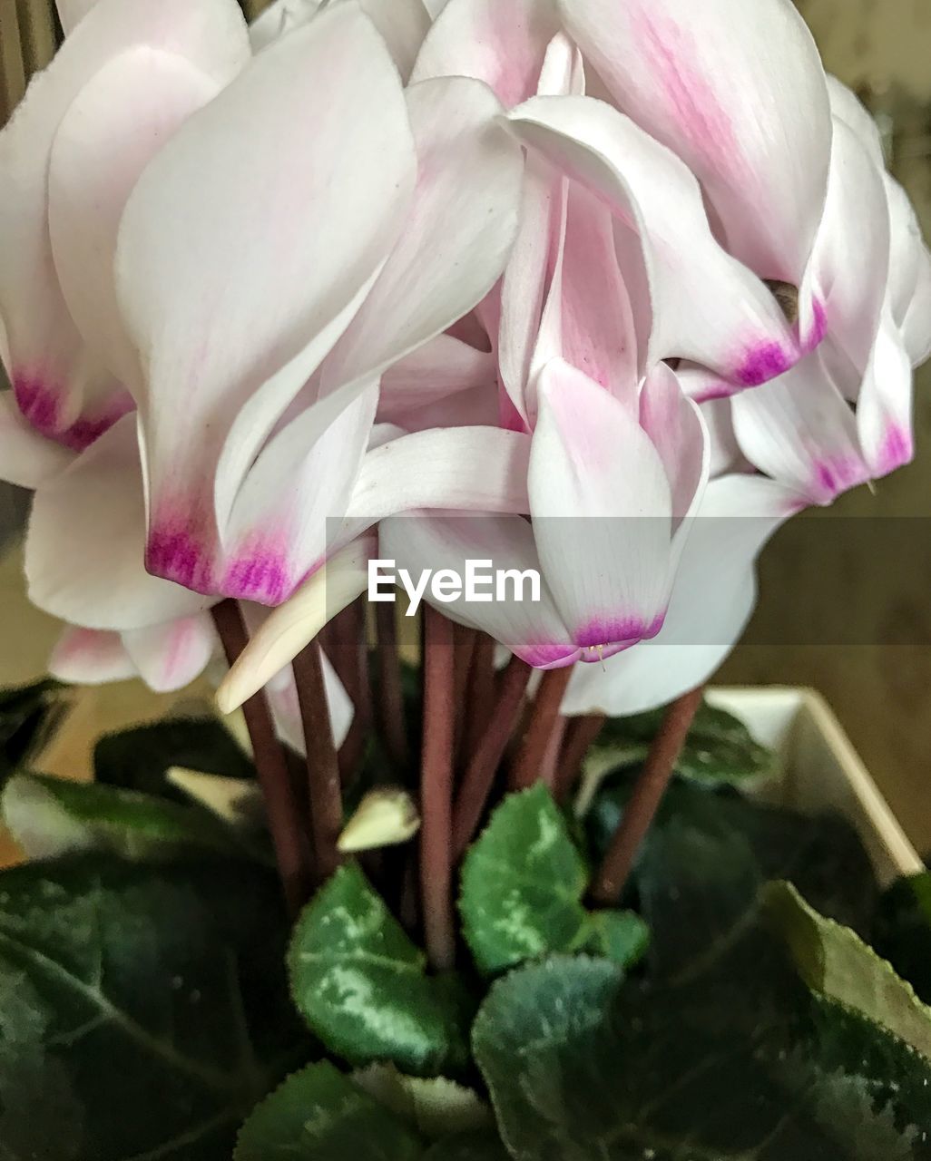 CLOSE-UP OF PINK FLOWER