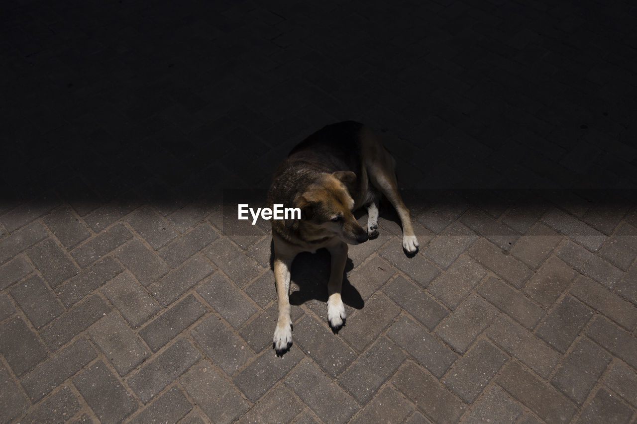 High angle view of dog looking away while sitting on street