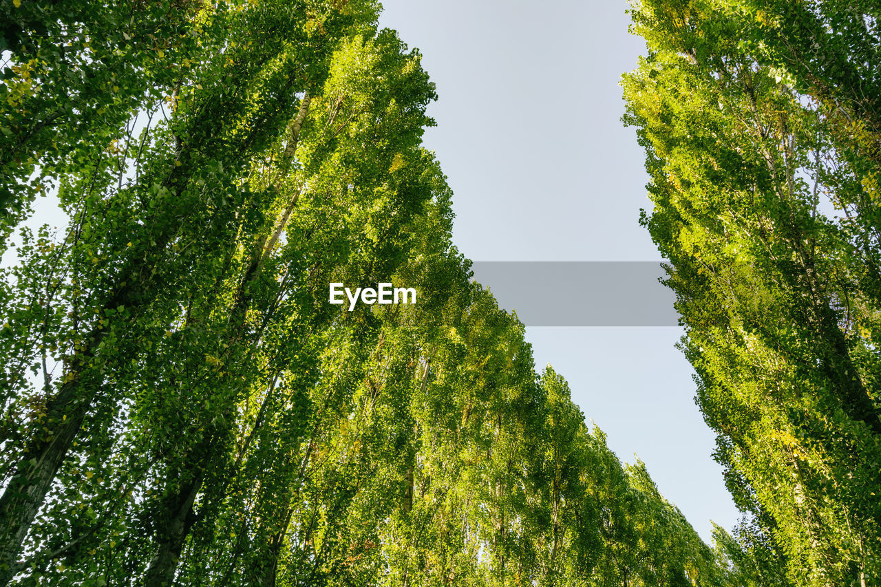 LOW ANGLE VIEW OF TREE AGAINST CLEAR SKY