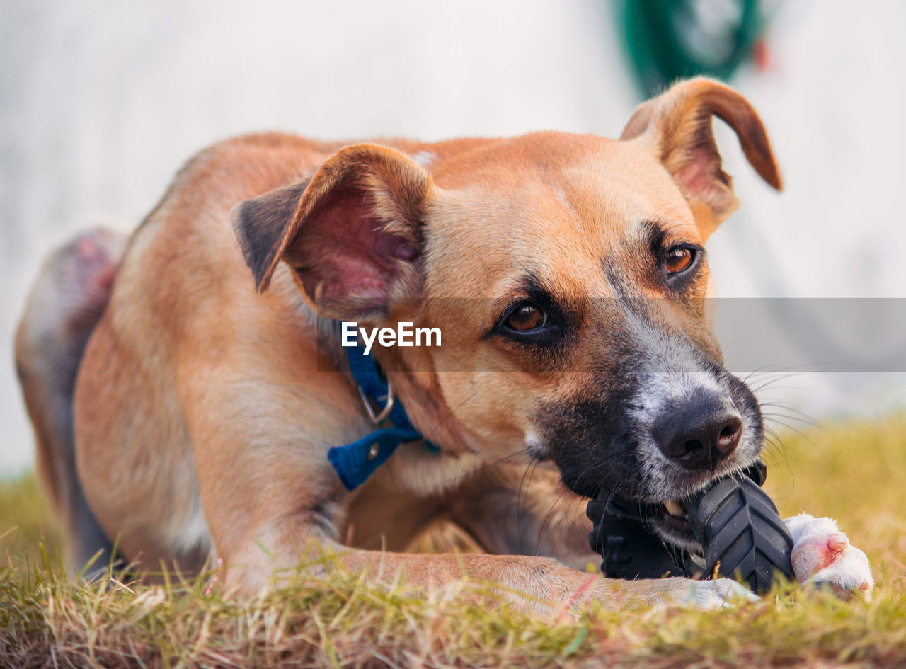 CLOSE-UP OF A DOG