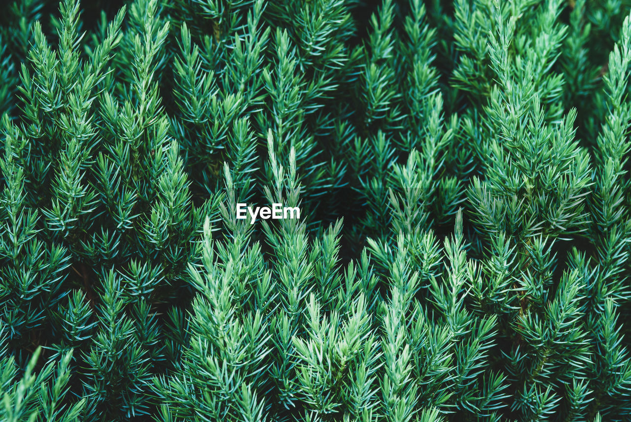 Juniper plant as coniferous botanical textured background