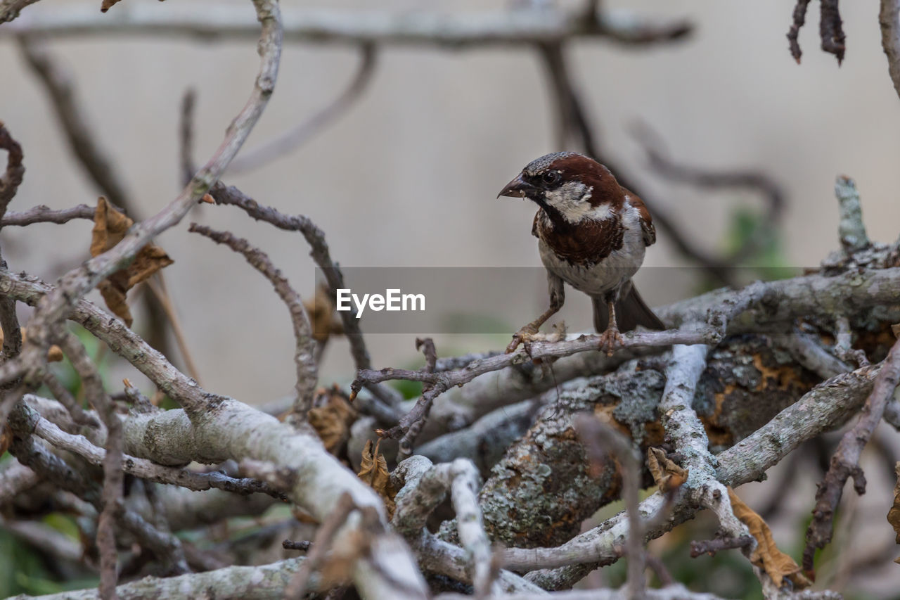 Bird perching on branch