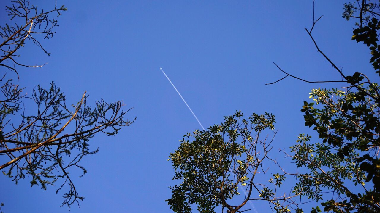 LOW ANGLE VIEW OF TREE AGAINST CLEAR SKY