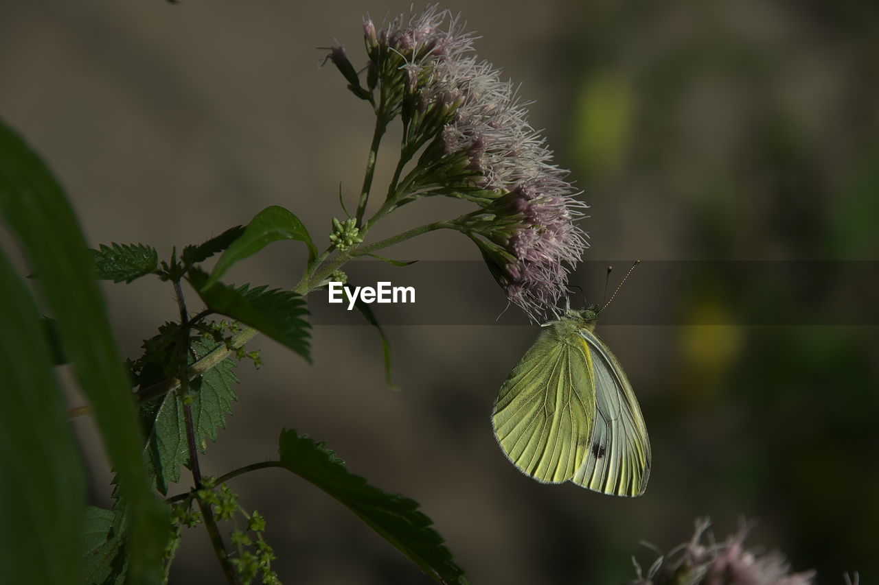 close-up of butterfly pollinating on flower