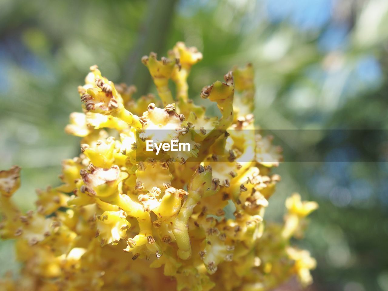 CLOSE-UP OF YELLOW FLOWERS