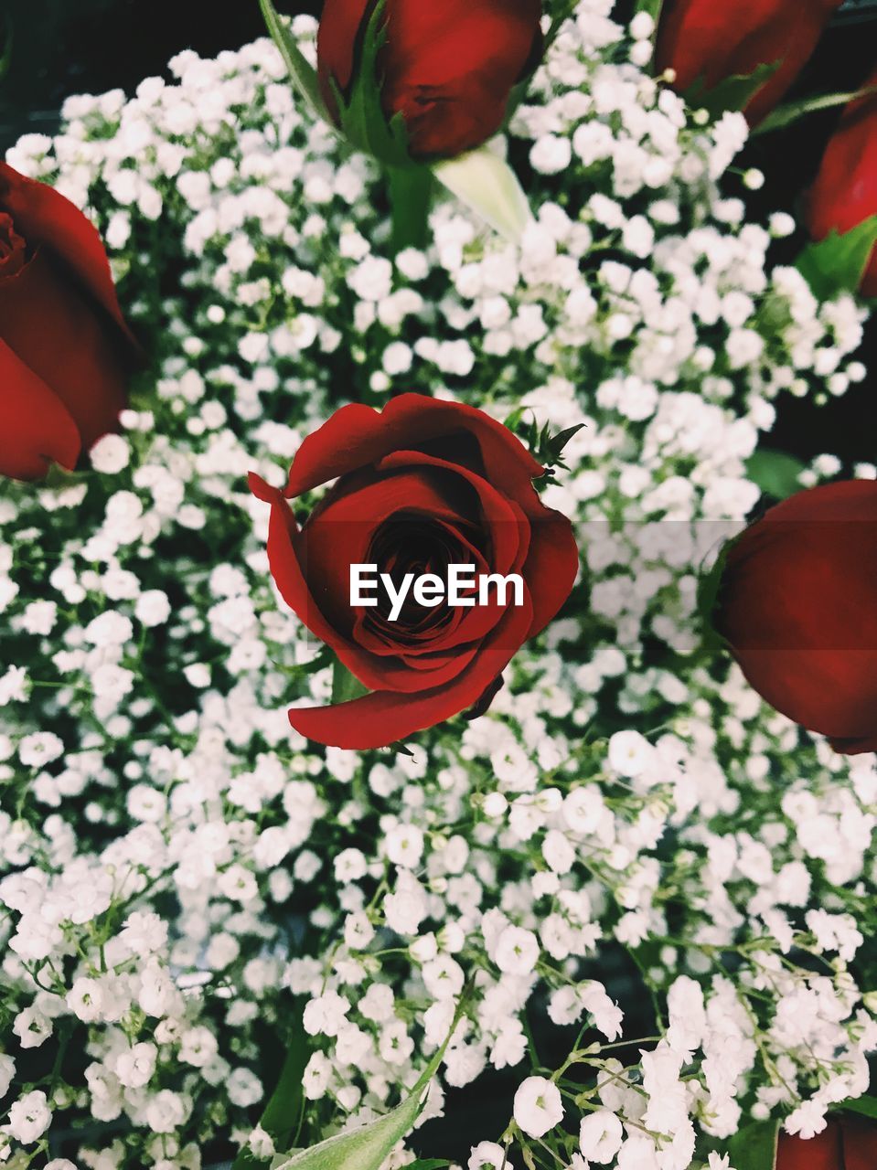 CLOSE-UP OF RED ROSE FLOWERS