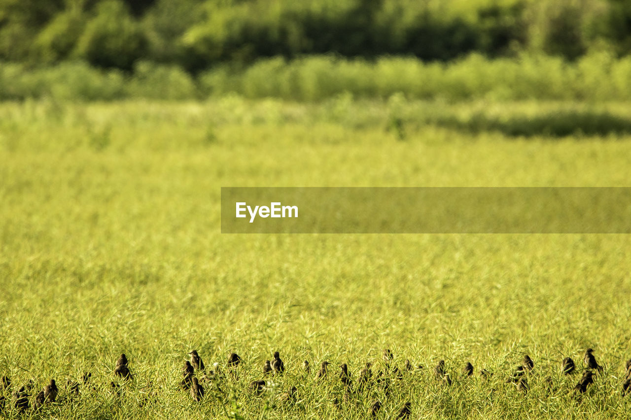 SCENIC VIEW OF FIELD