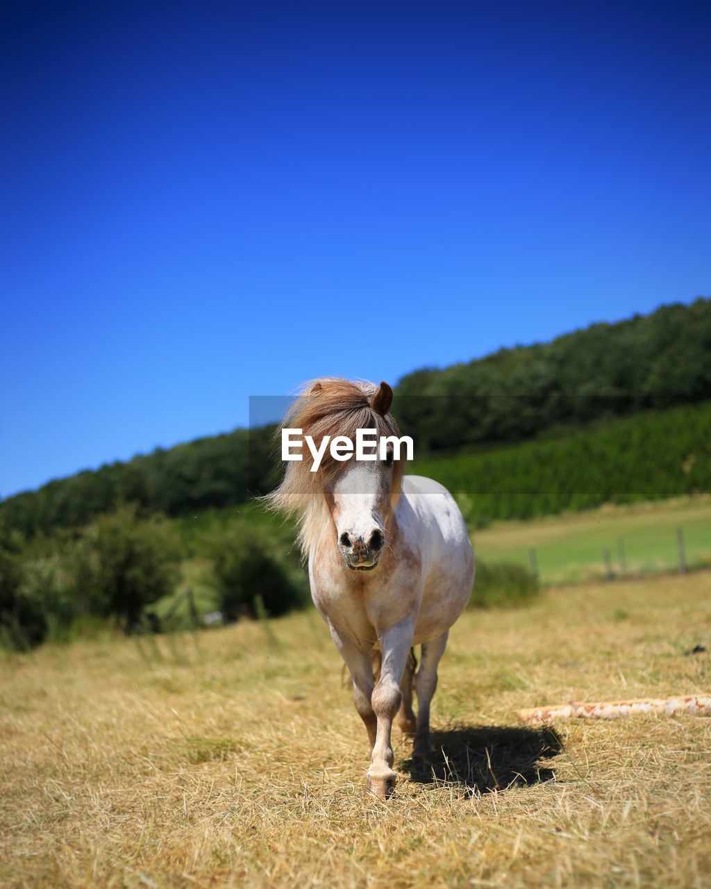 Horse on field against clear blue sky