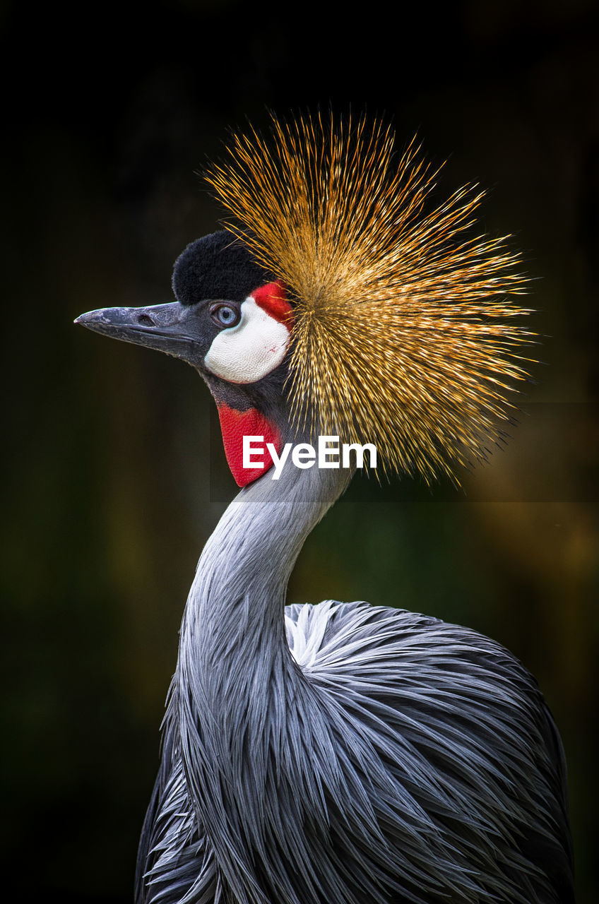 Close-up of a bird 