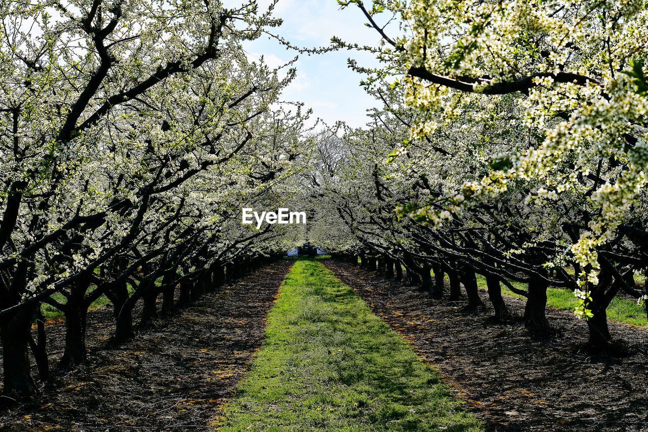 View of cherry blossom from tree