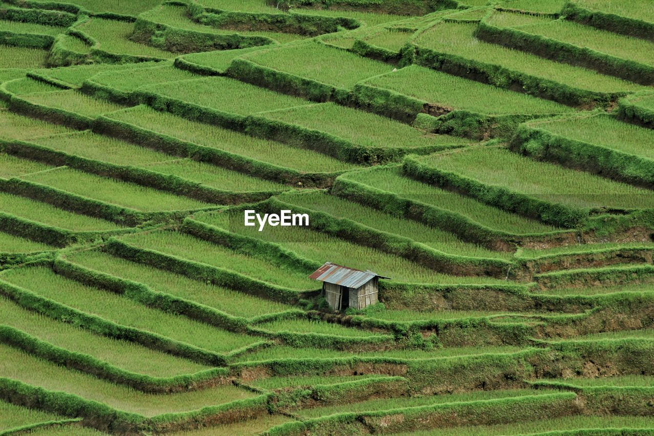 Scenic view of rice field