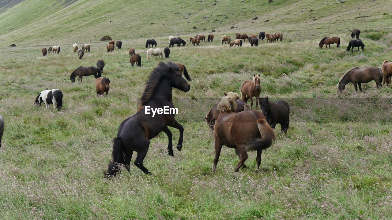 Large group of iceland horses on field