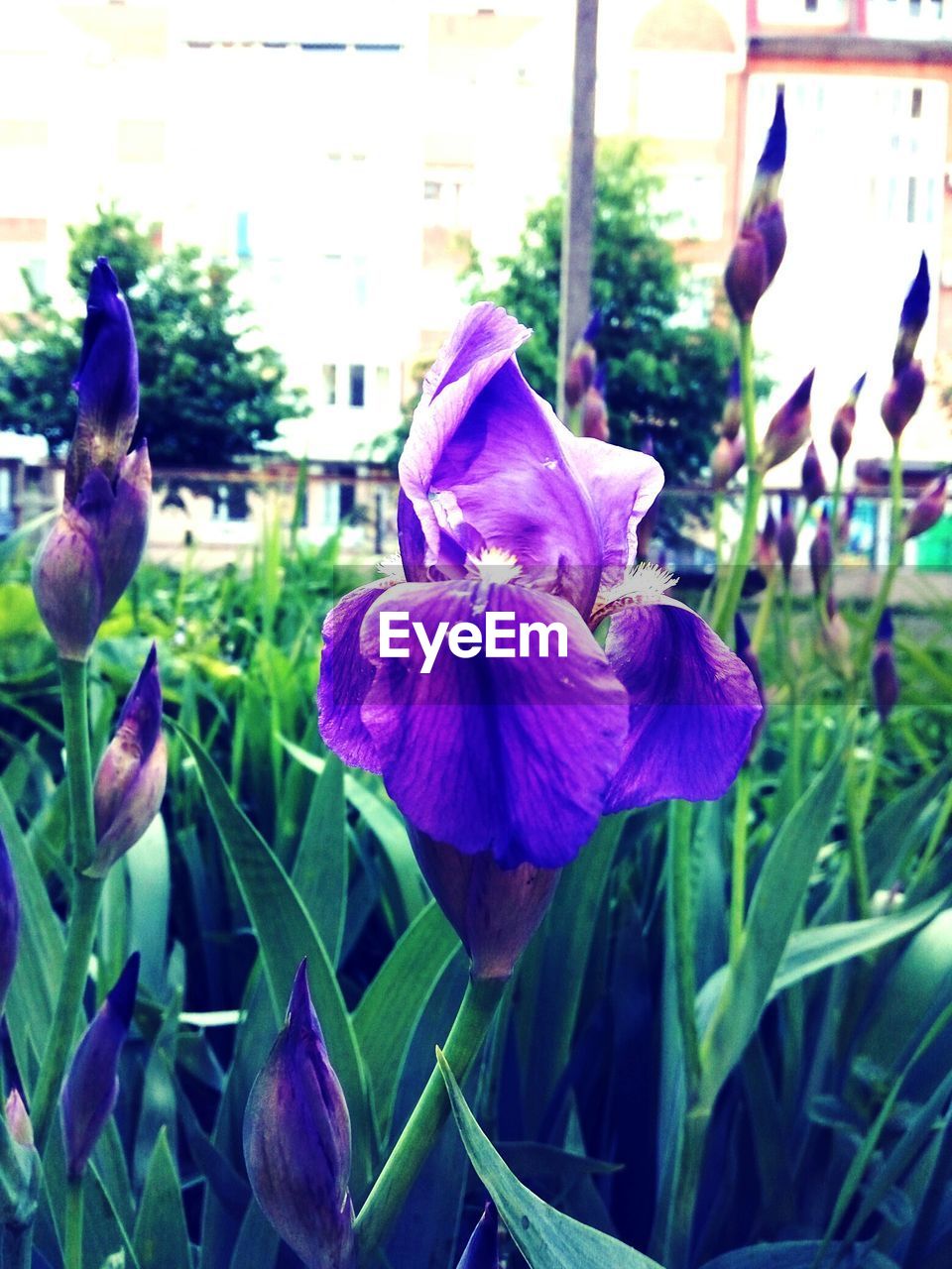 CLOSE-UP OF PURPLE FLOWERS IN PARK