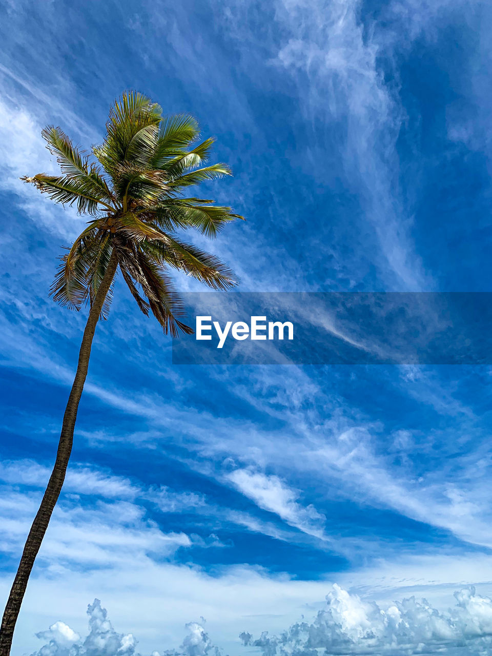 LOW ANGLE VIEW OF PALM TREE AGAINST SKY