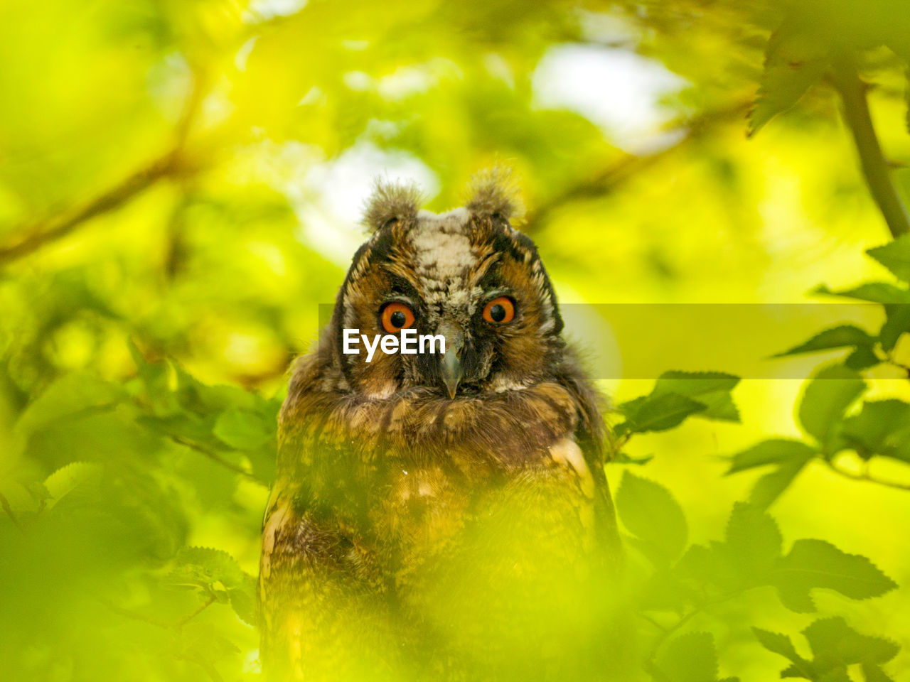 CLOSE-UP PORTRAIT OF OWL OUTDOORS