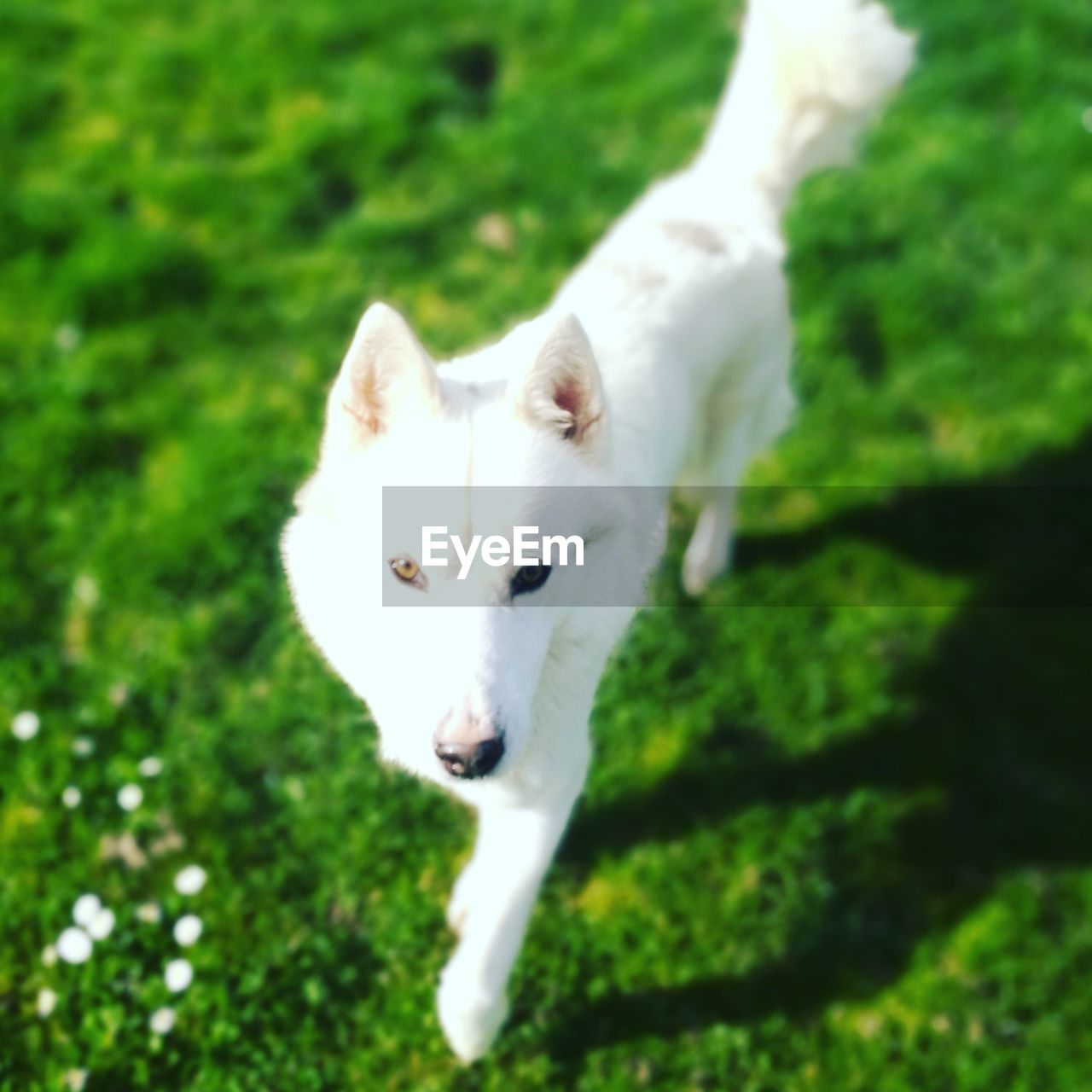 PORTRAIT OF WHITE DOG ON GRASS