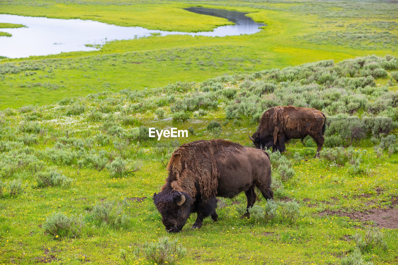 side view of an animal on grassy field