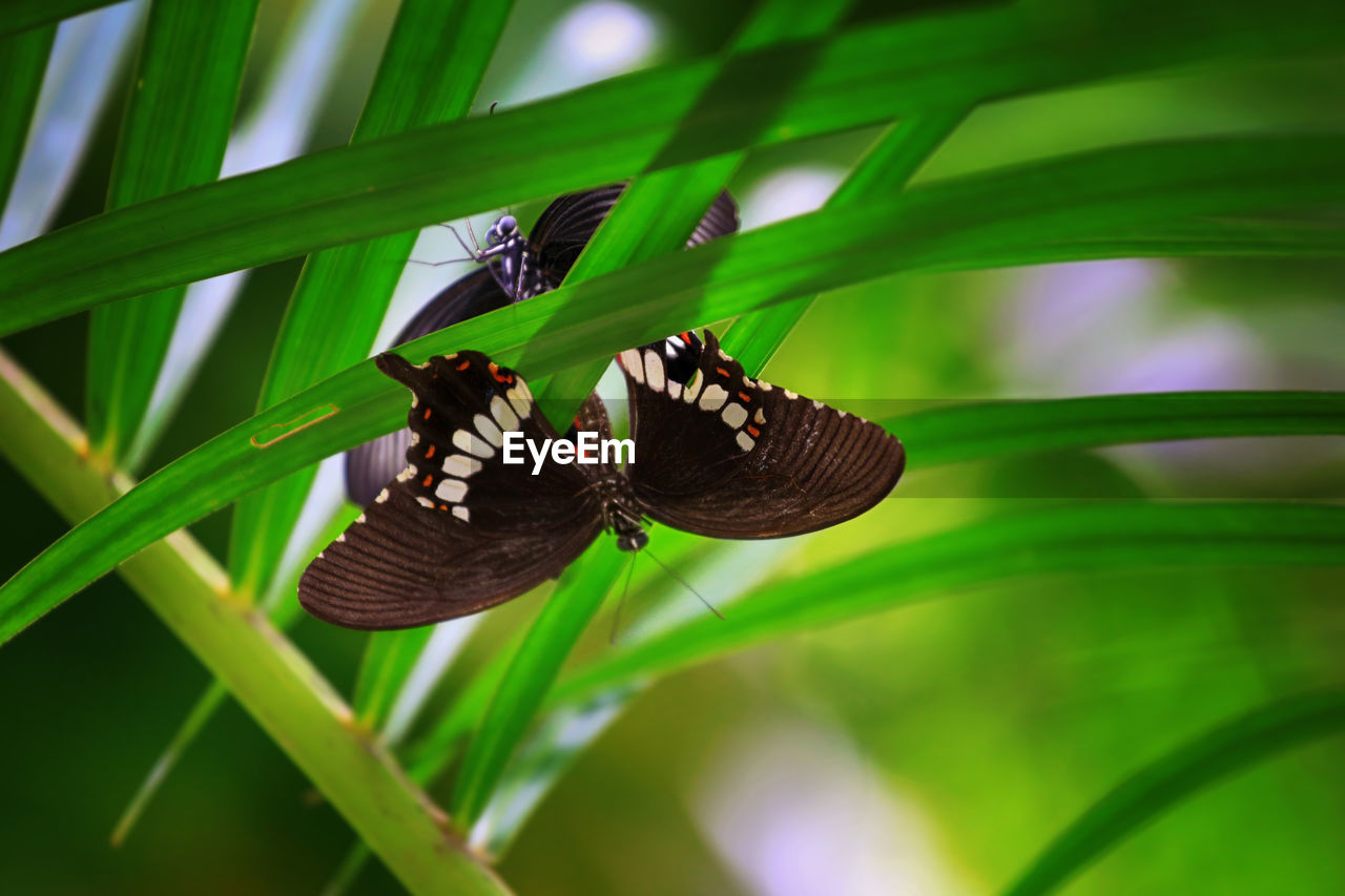 Close-up of butterflies on plant