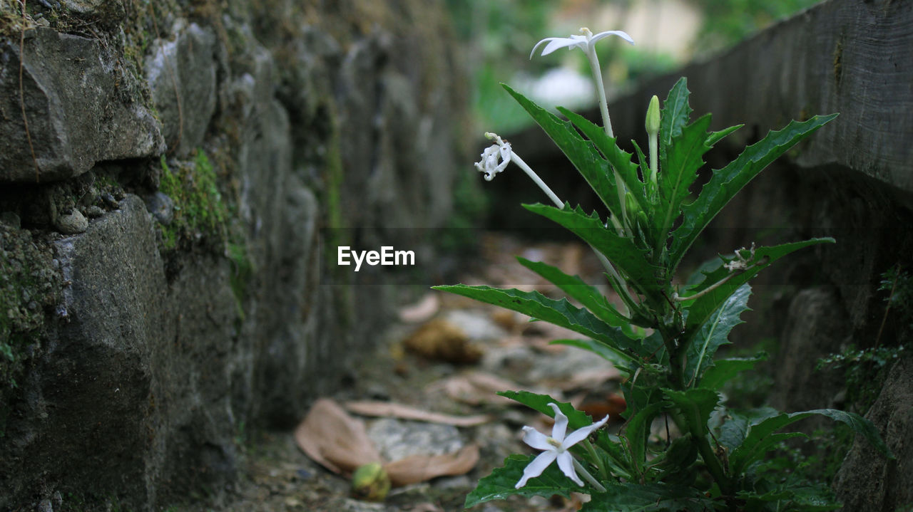 Close-up of plant growing on field