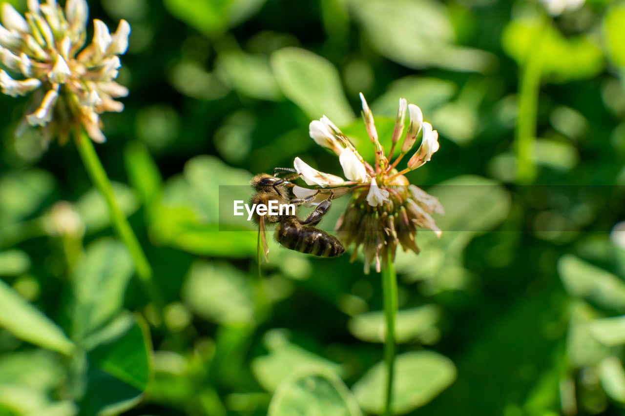 CLOSE-UP OF HONEY BEE ON FLOWER