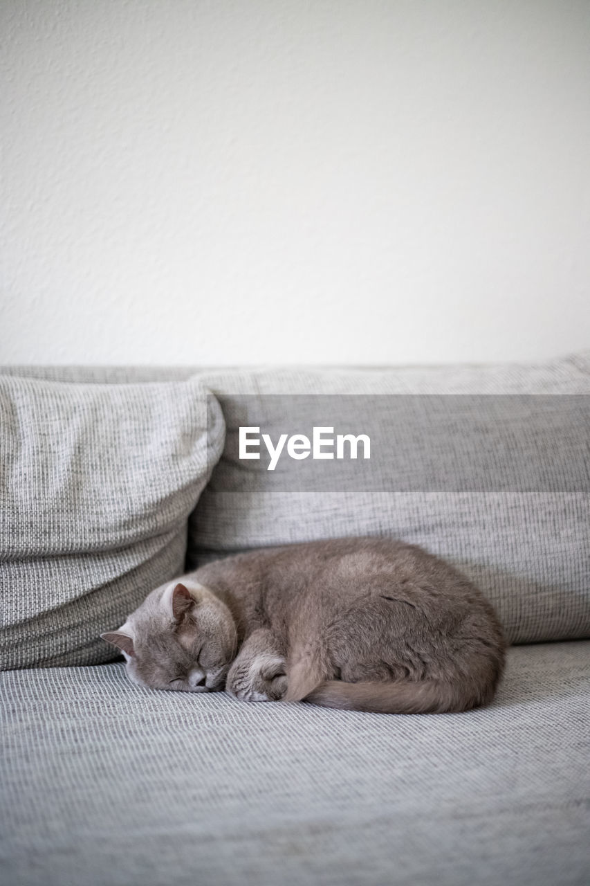 British shorthair cat sleeping on the sofa