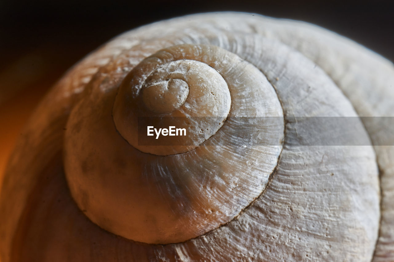 Close-up of shell on wood