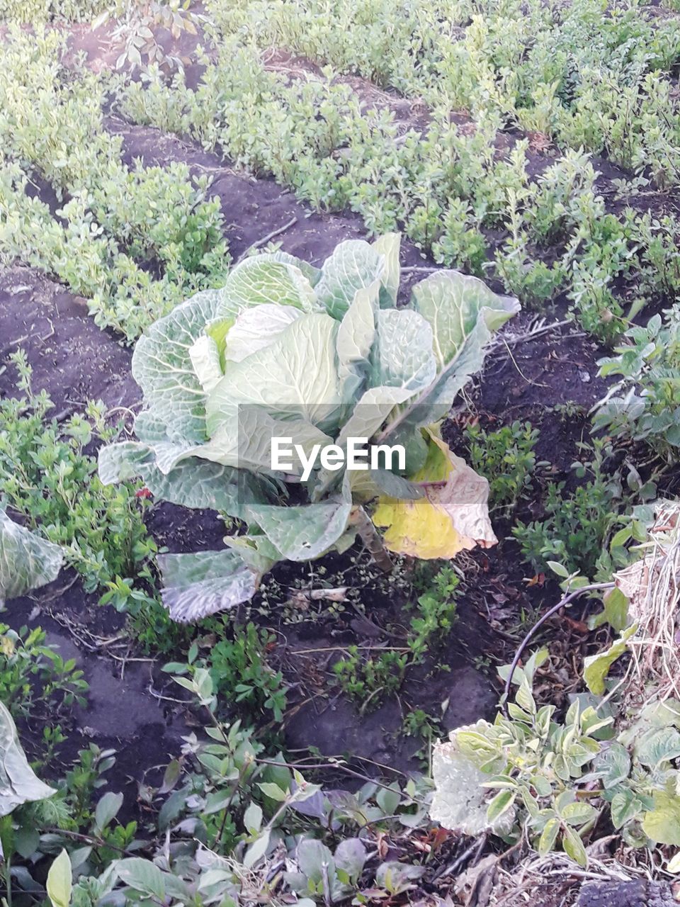 HIGH ANGLE VIEW OF FRESH GREEN PLANTS IN FIELD