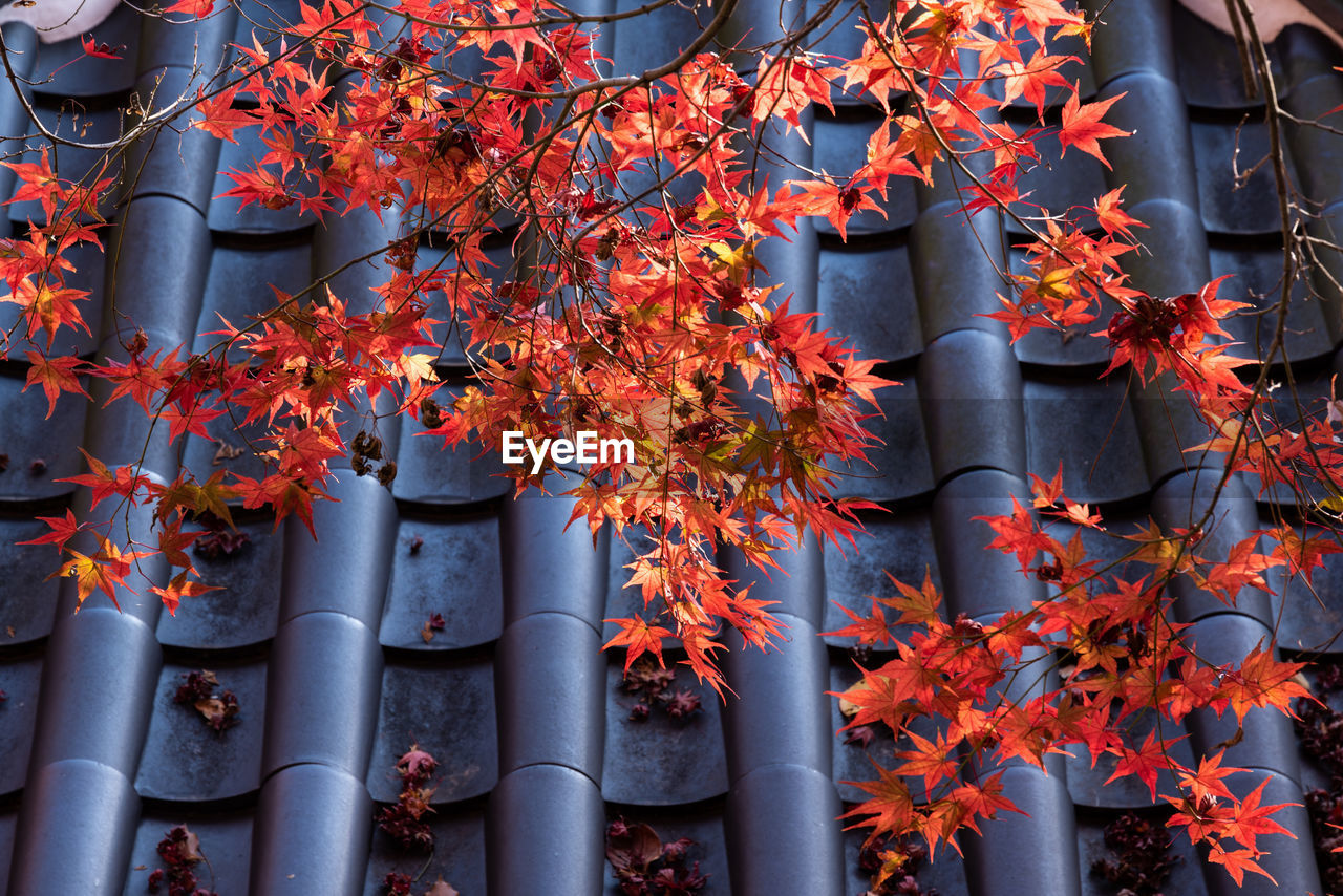 Low angle view of maple tree