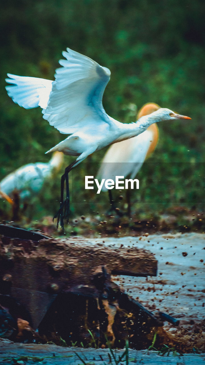 VIEW OF BIRD FLYING