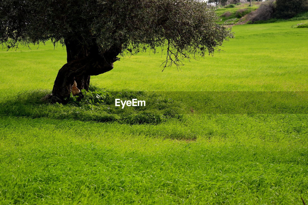 TREE IN FIELD