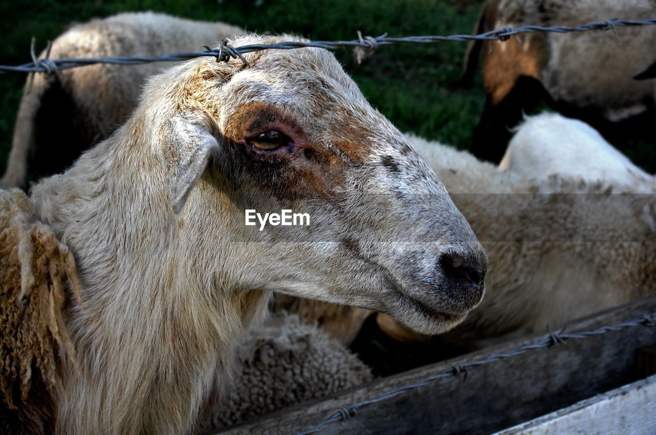 Close-up of sheep by fence at farm