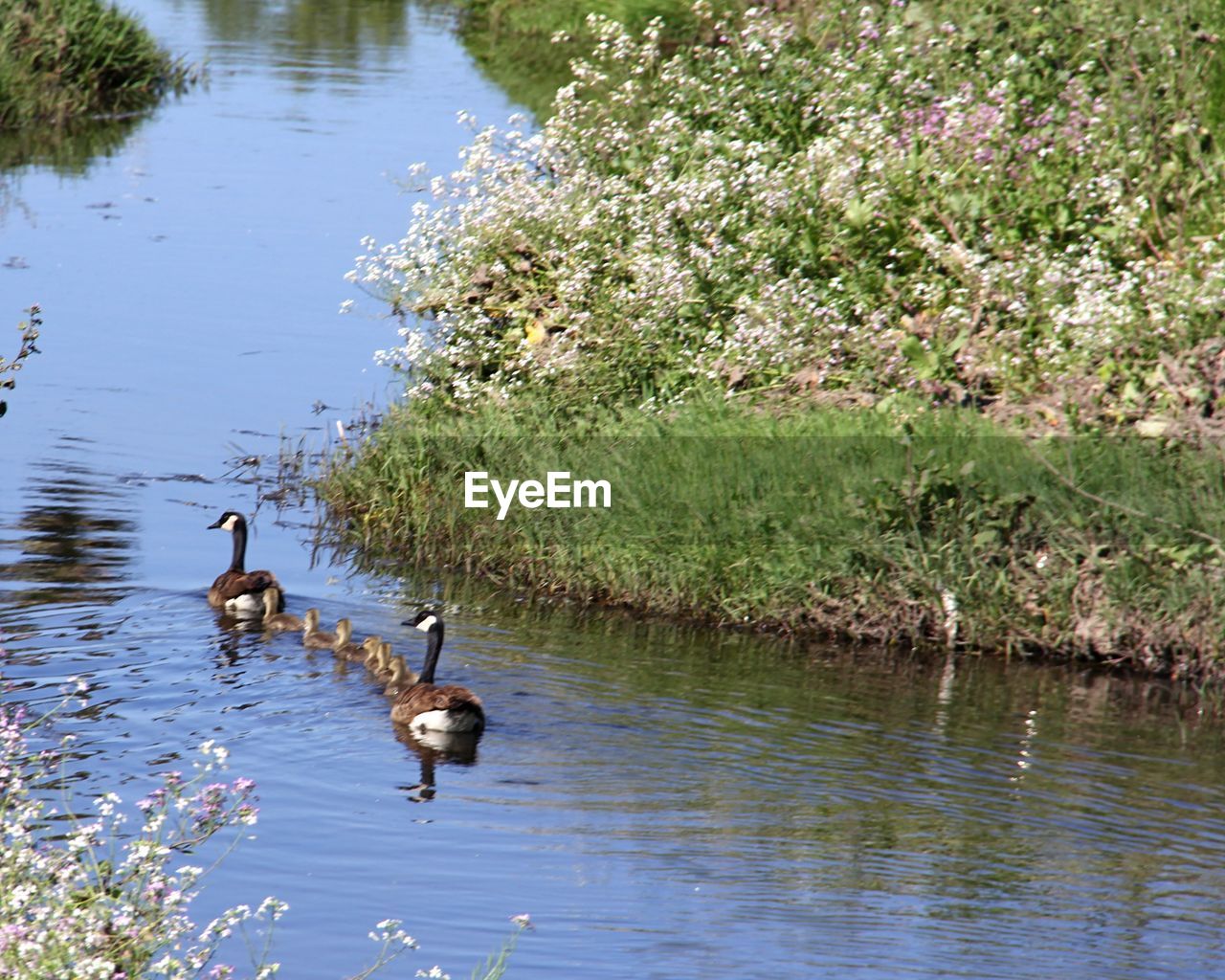 BIRDS IN WATER