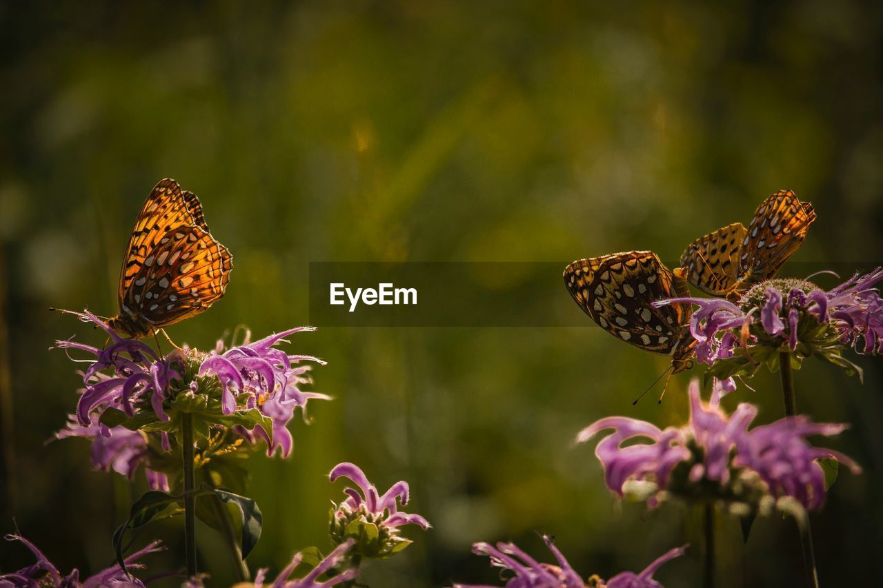 Close-up of butterfly on purple flowers