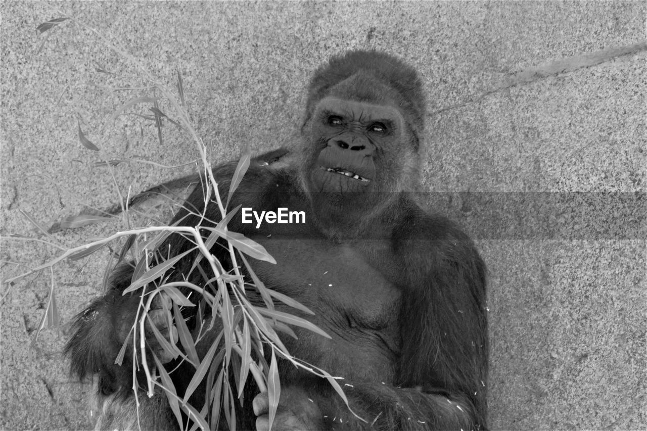 A male gorilla enjoying a meal in the shade