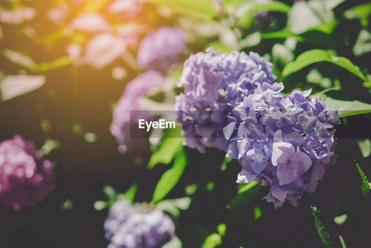 CLOSE-UP OF PURPLE FLOWERS