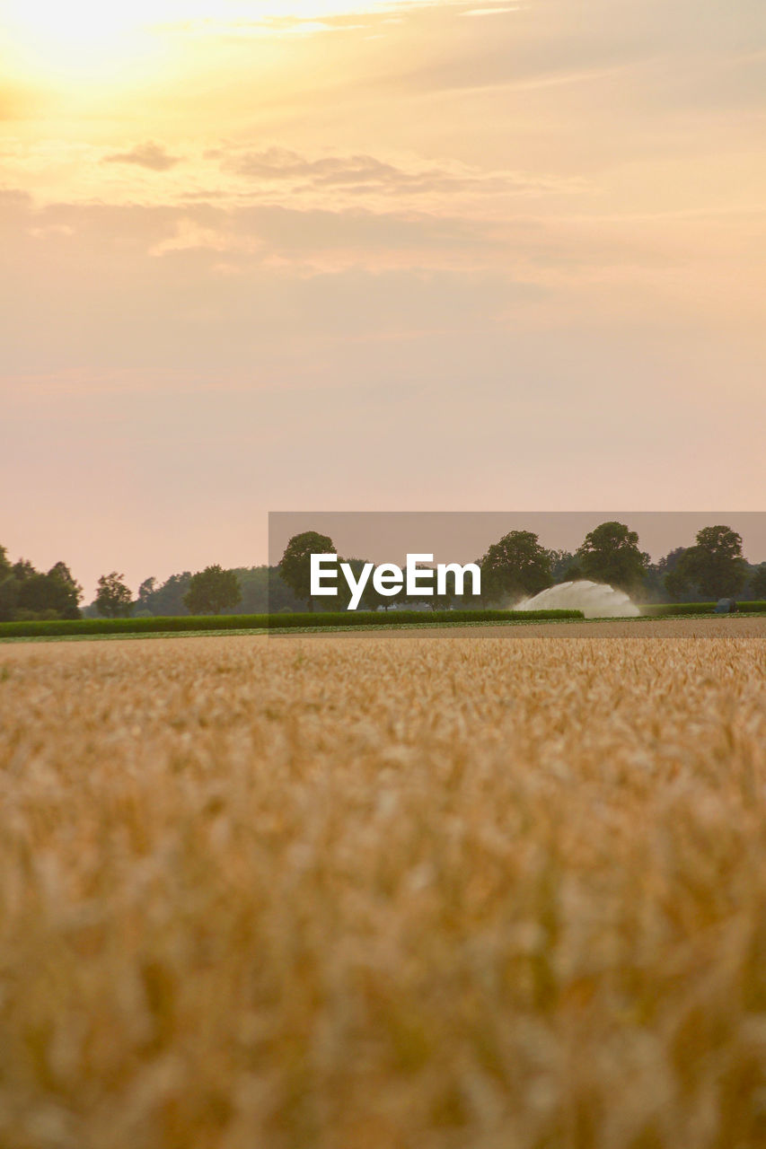 WHEAT FIELD AGAINST SKY